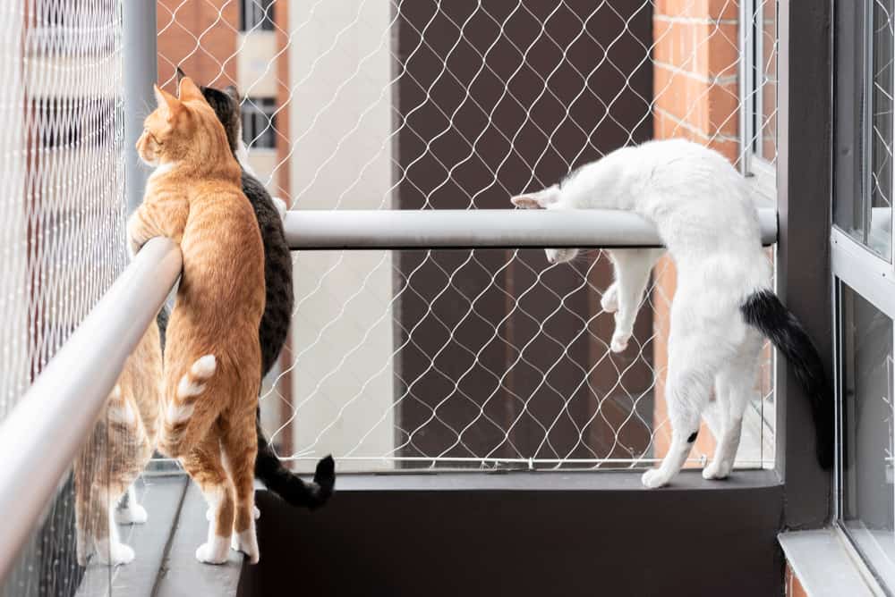 Cat Safety Netting Designed Specifically For Dubai's Tall Buildings
