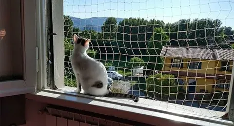 How a Cat Safety Net for Garden Provides a Safe Playing Area