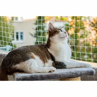 Outdoor Cat Protection with Safe Netting Dubai